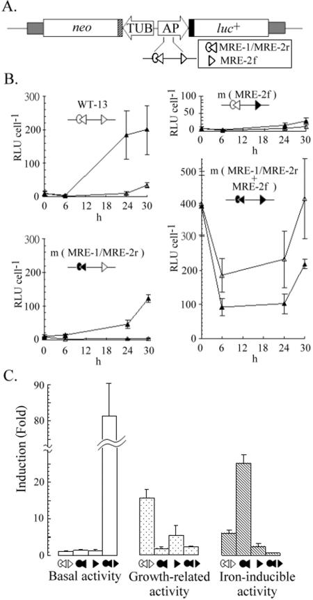 FIG. 1.