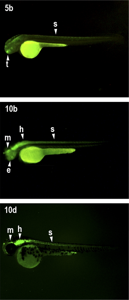 Figure 4.