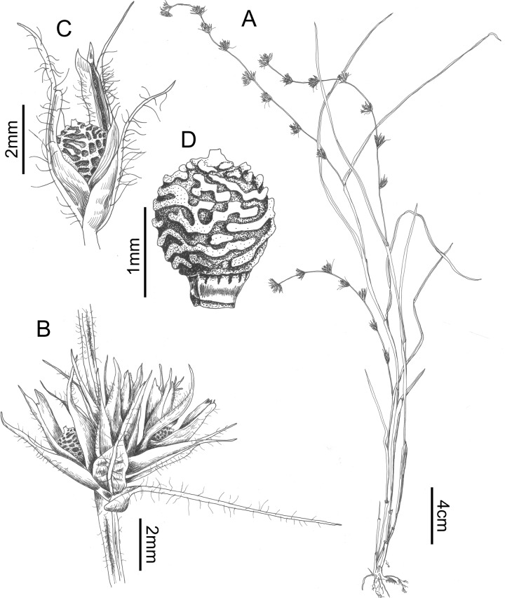 Fig 12