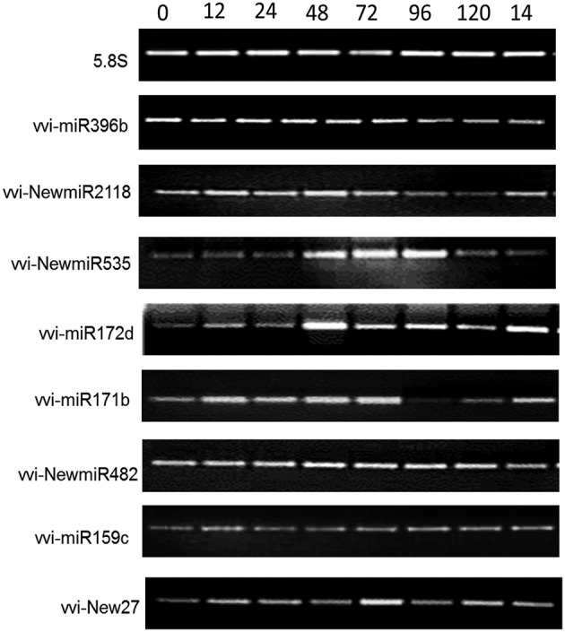 Figure 5