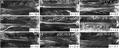 Figure 3.—