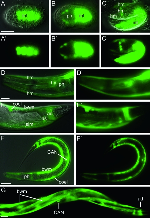 Figure 4.—