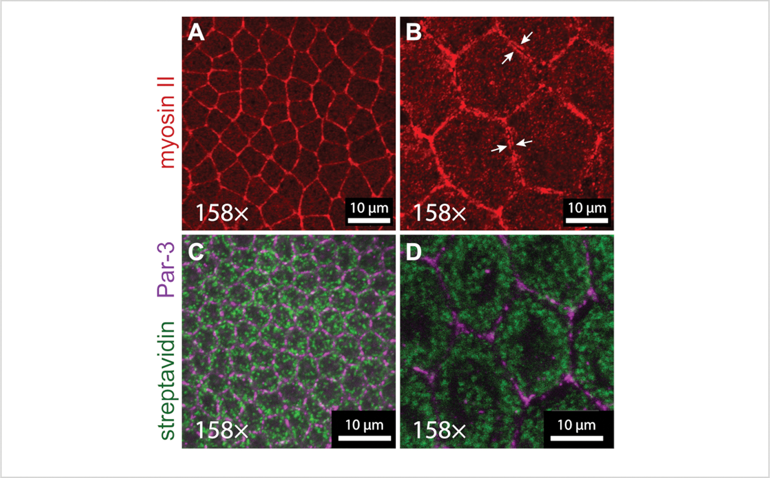 Figure 4: