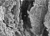 Fig. 12