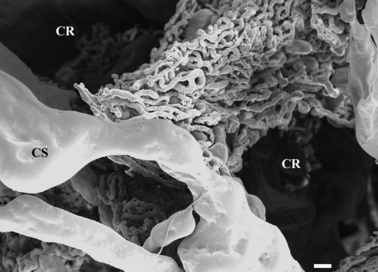 Fig. 9