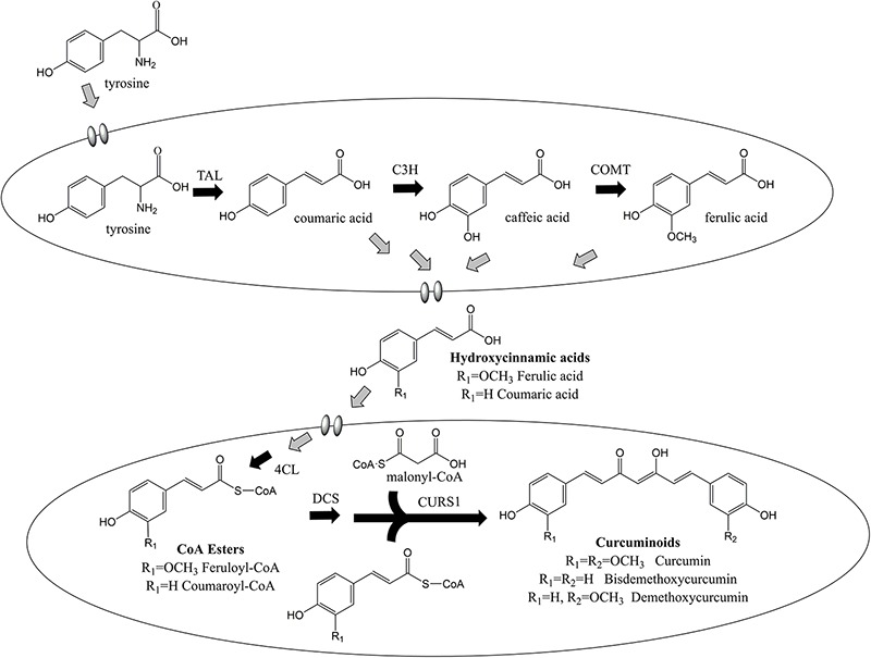 FIGURE 6