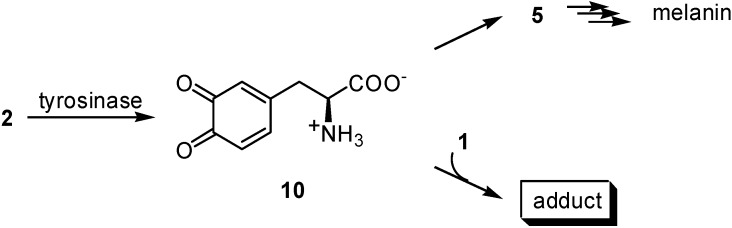 Scheme 2