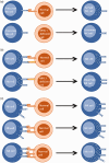 Appendix Figure 1.