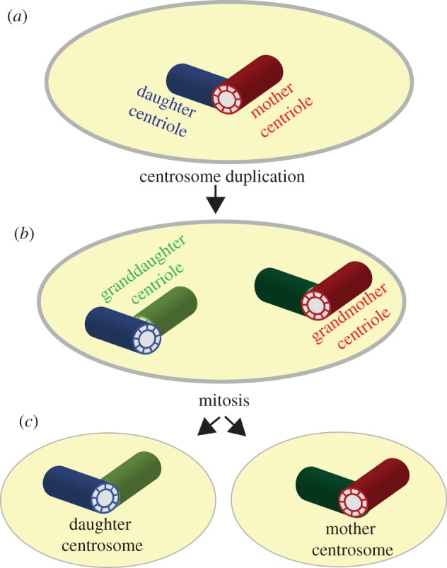 Figure 1.