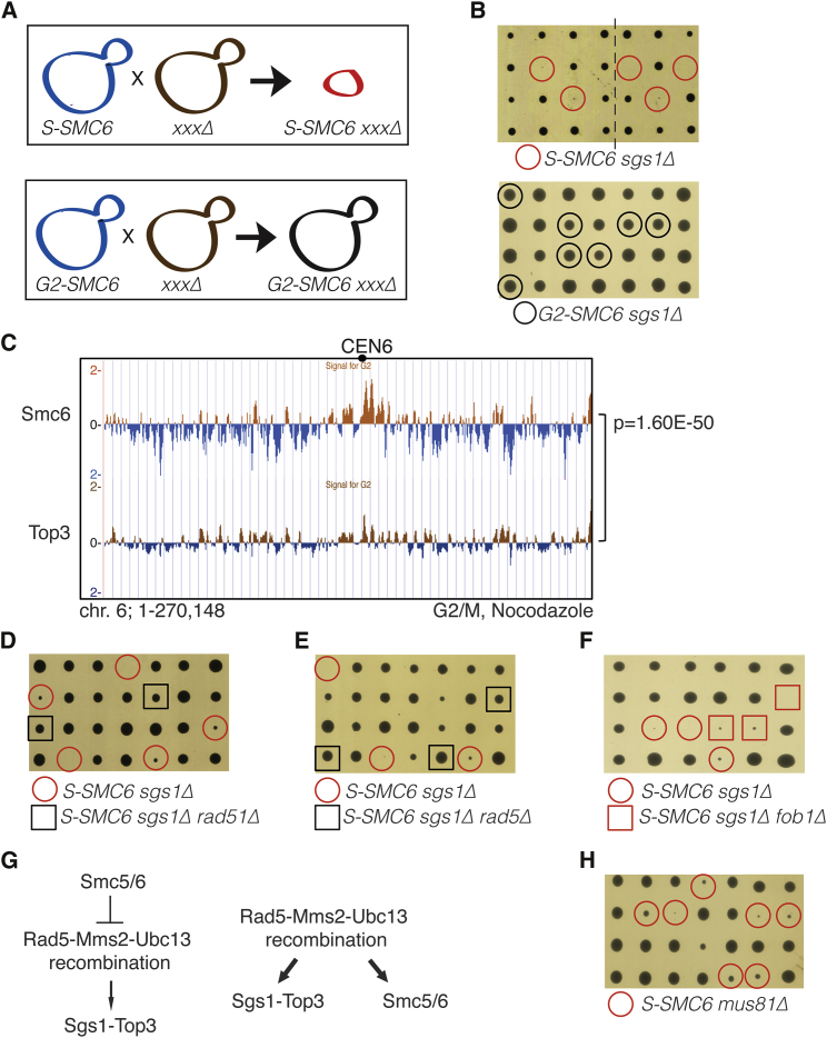 Figure 4