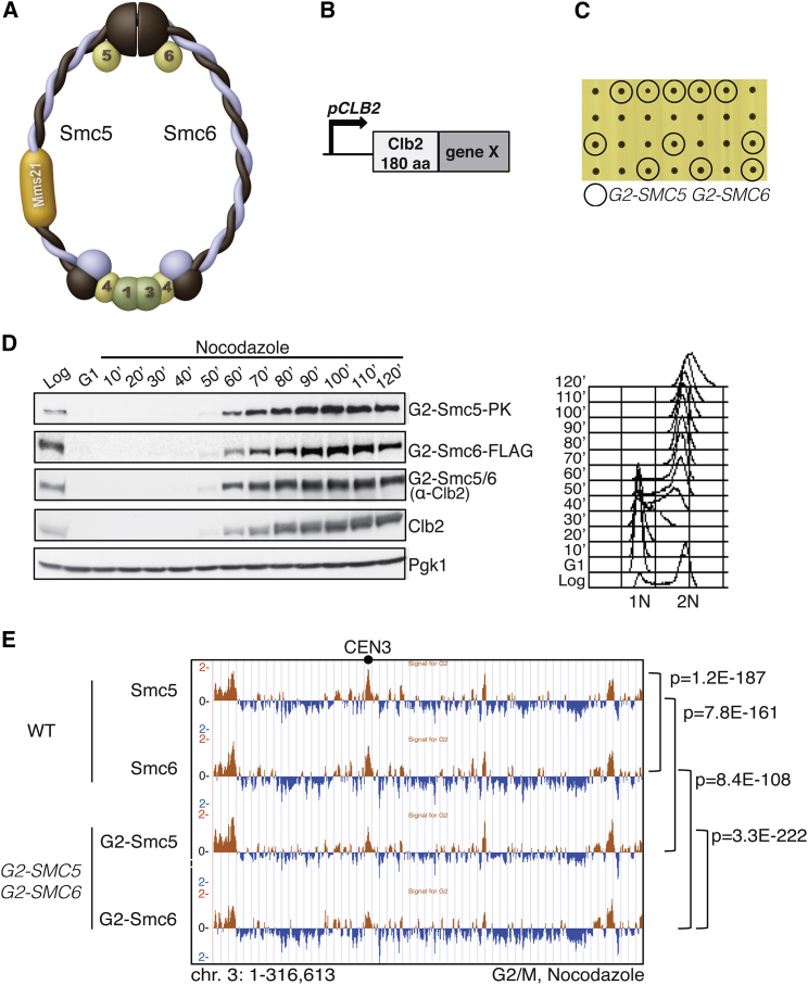 Figure 1