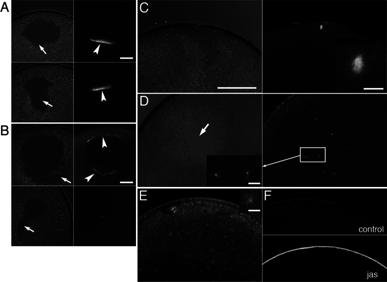 FIGURE 6: