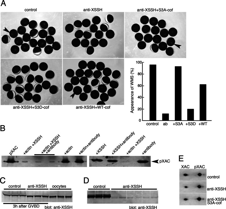 FIGURE 5: