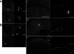 FIGURE 6: