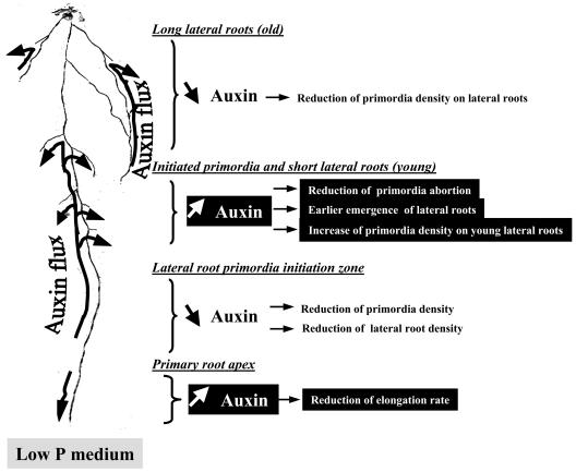 Figure 12.