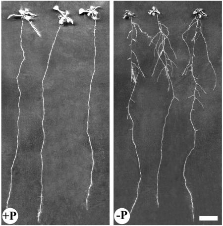 Figure 11.