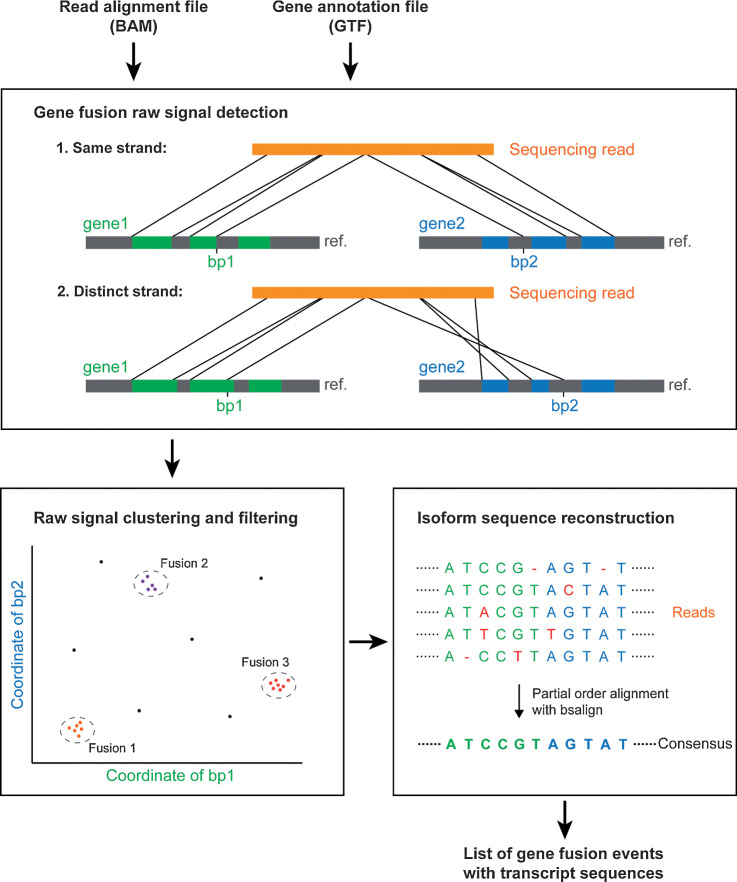 Figure 1. Workflow of FusionSeeker. FusionSeeker scans the input file of the read alignments for split read alignments and records candidate fusions of gene fusions when two segments from one read are aligned to two distinct genes. It then clusters the candidate fusions into gene fusion calls and removes noise calls supported by only a few reads. For each fusion call, FusionSeeker generates a consensus transcript sequence by performing a POA with fusion-containing reads. The final output of FusionSeeker includes a list of confident gene fusion events and corresponding transcript sequences.