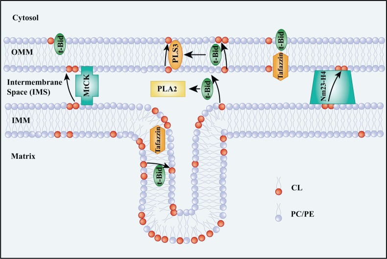 Figure 2.