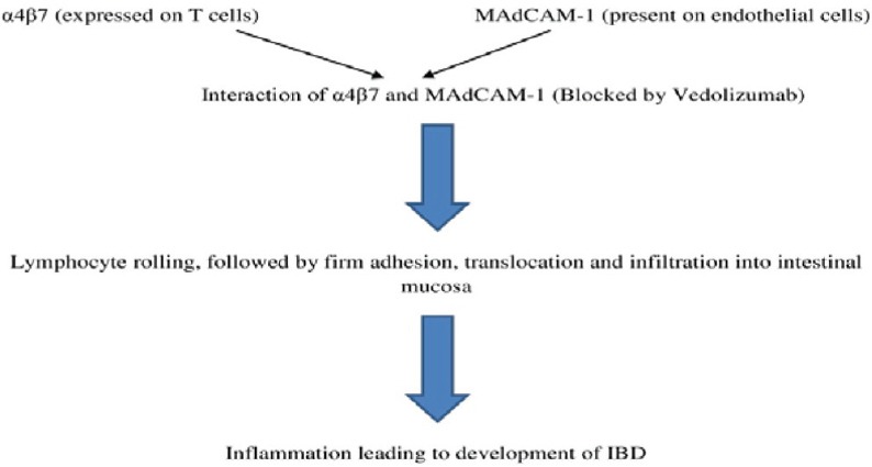 Vedolizumab: A novel anti-integrin drug for treatment of inflammatory ...