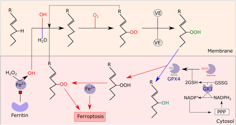 Fig. 4