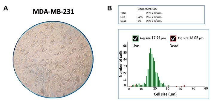 Efficacy of metformin and electrical pulses in breast cancer MDA-MB-231 ...