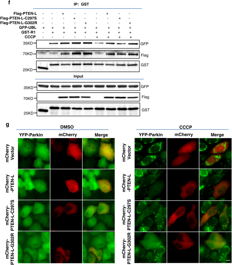 PTEN-L is a novel protein phosphatase for ubiquitin dephosphorylation ...