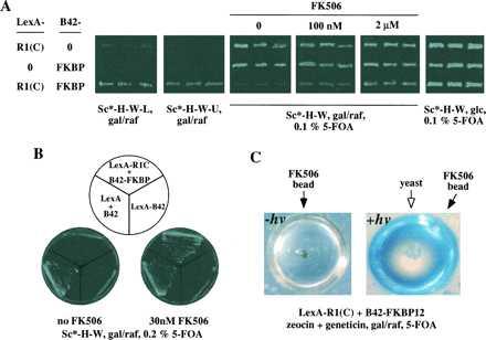 Figure 4