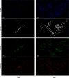 Figure 4—figure supplement 1.