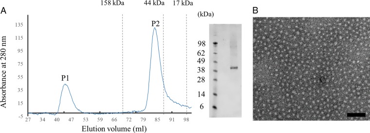 FIG 2