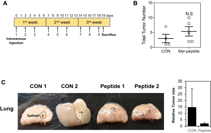 Fig. 5