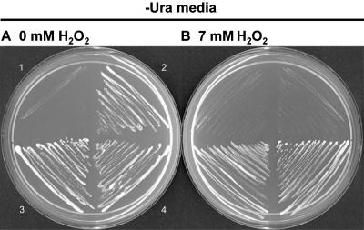 Figure 5.