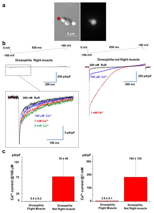 Fig. 6