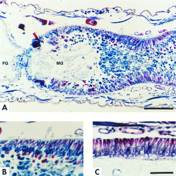 FIG. 4