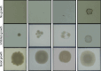 Fig 3