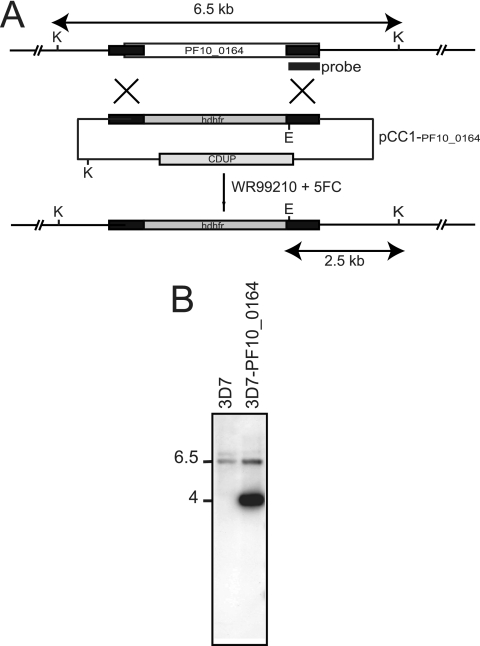 Fig. 5.