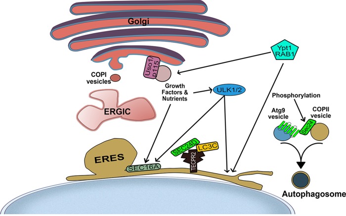 FIGURE 1: