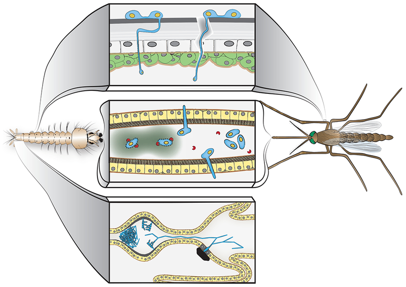 Figure 2: