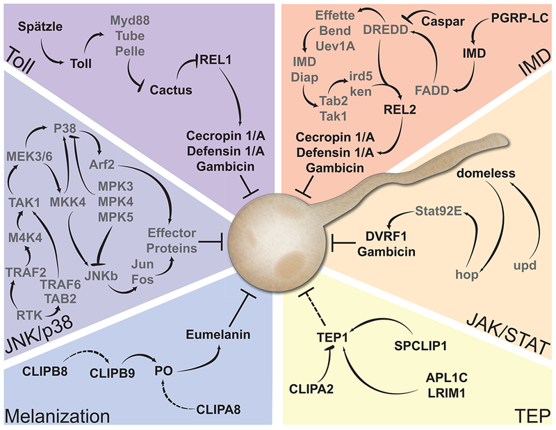 Figure 3: