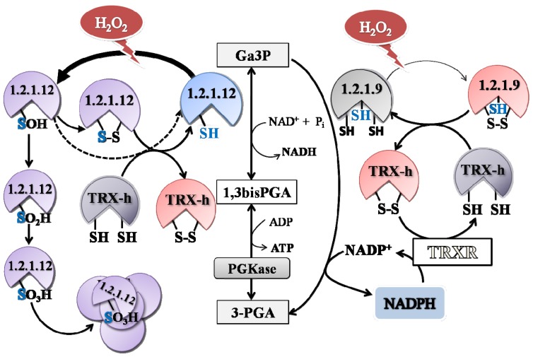 Figure 7