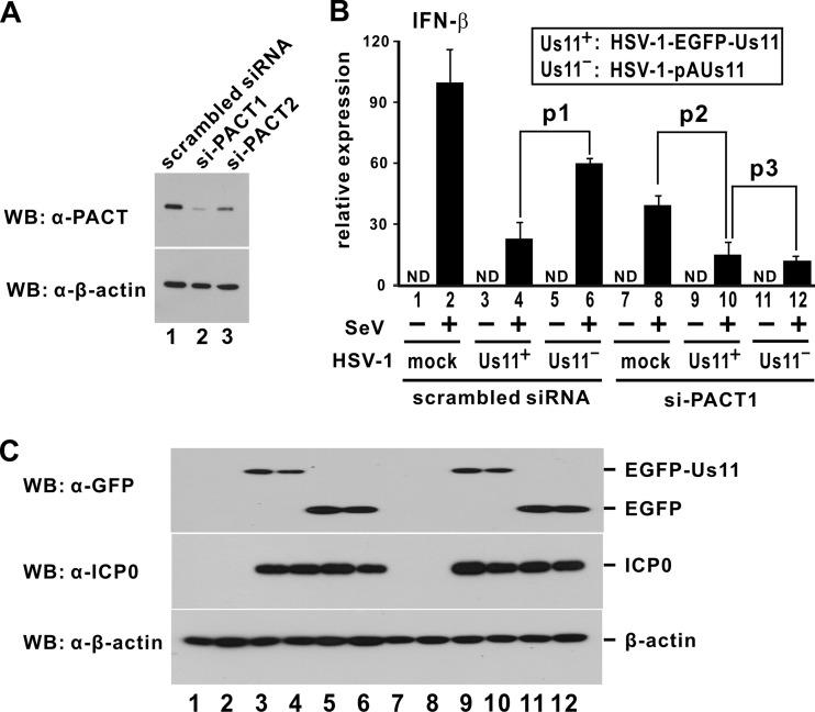 Fig 6