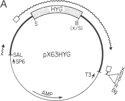 graphic file with name pnas01066-0281-a.jpg