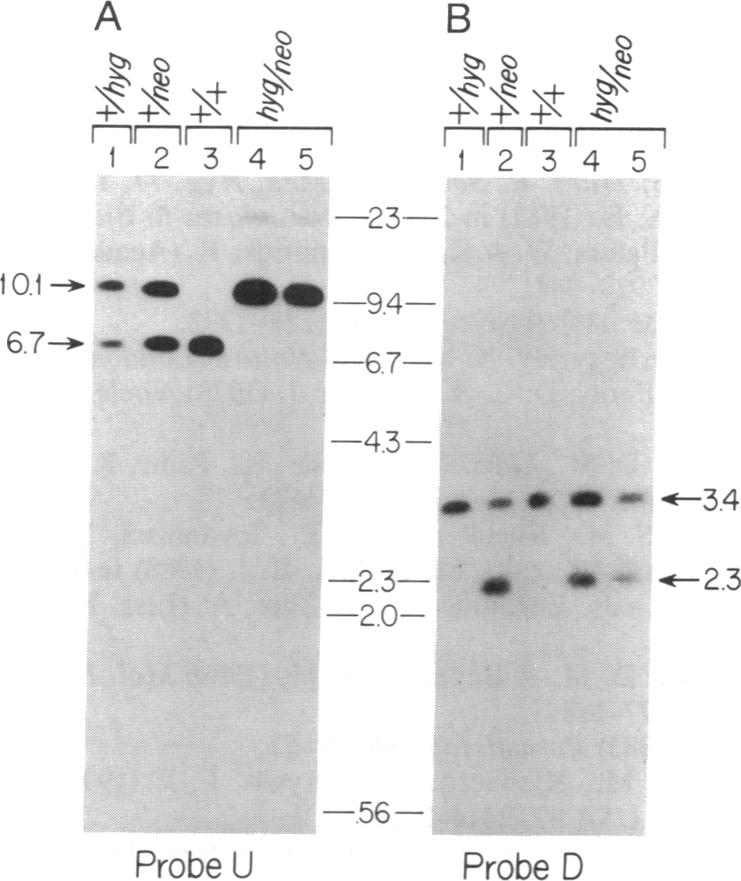 graphic file with name pnas01066-0283-a.jpg