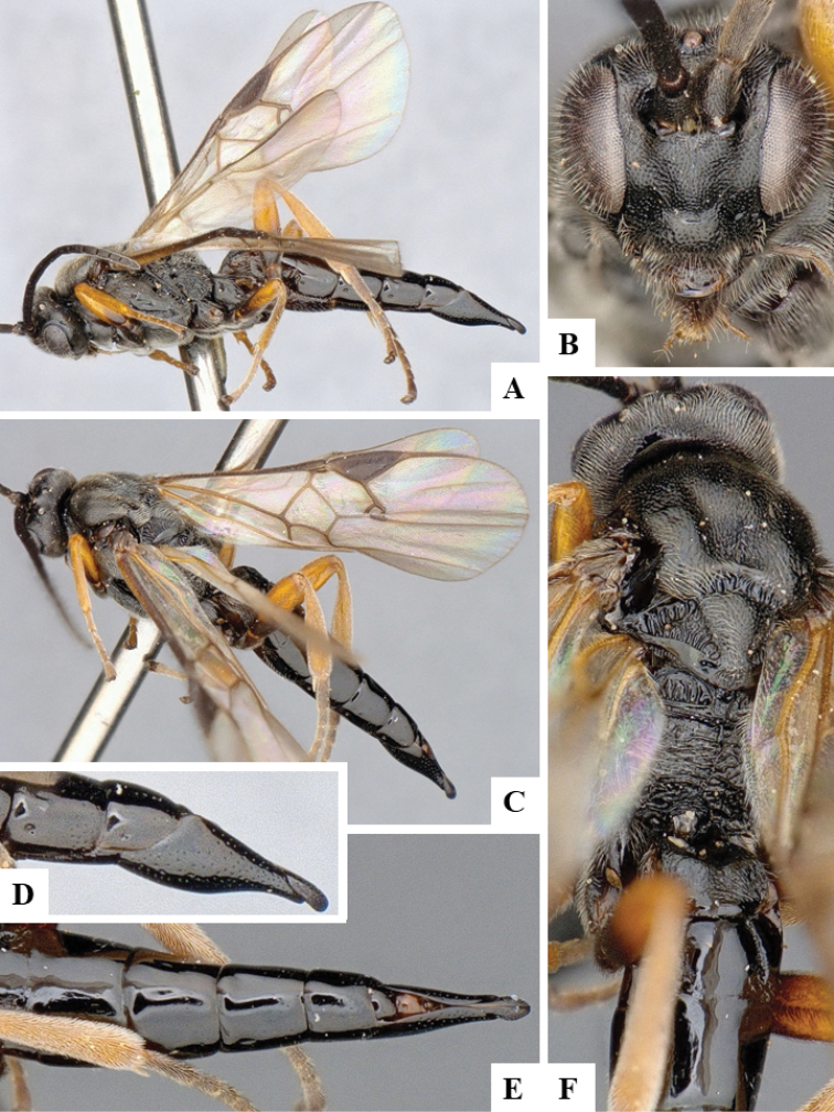 Figure 153.