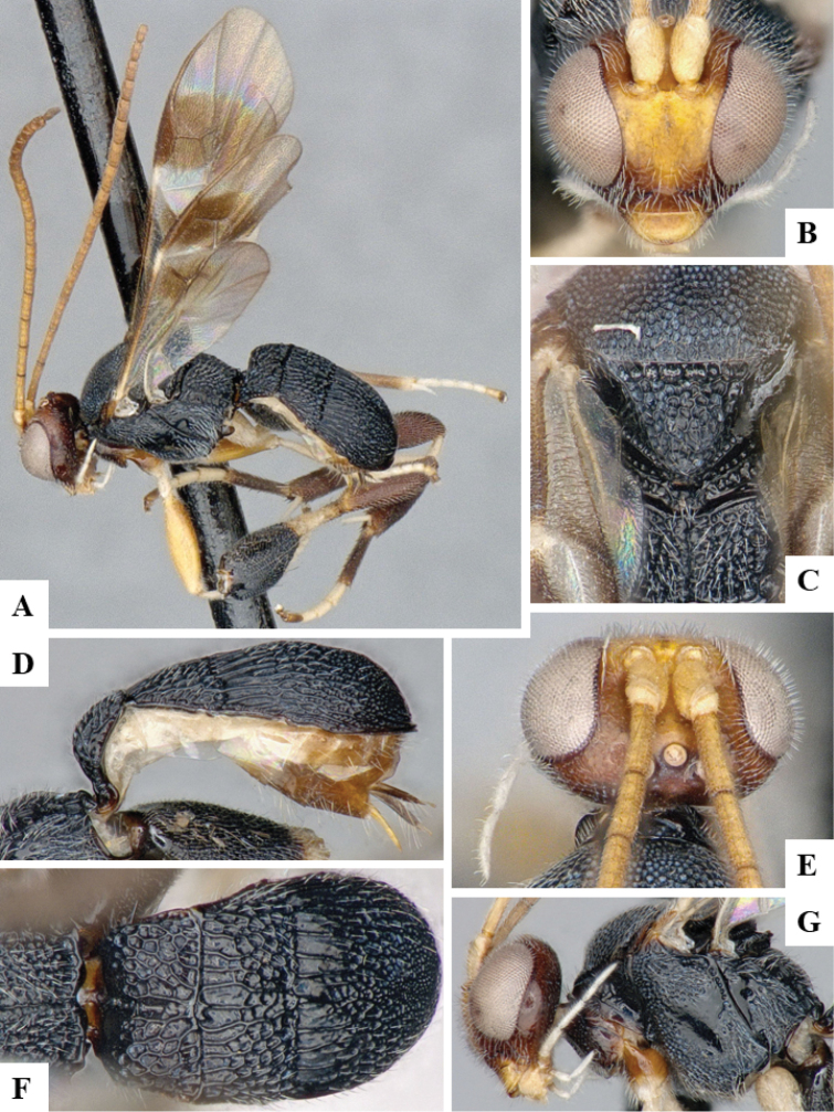 Figure 35.