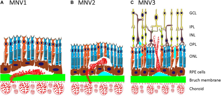 FIGURE 1