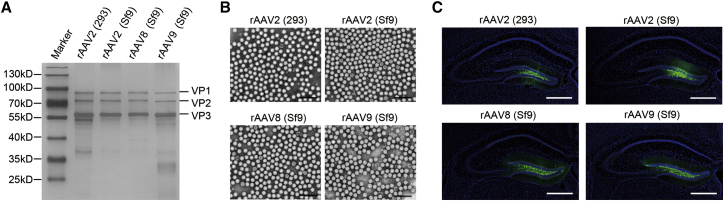 Figure 4