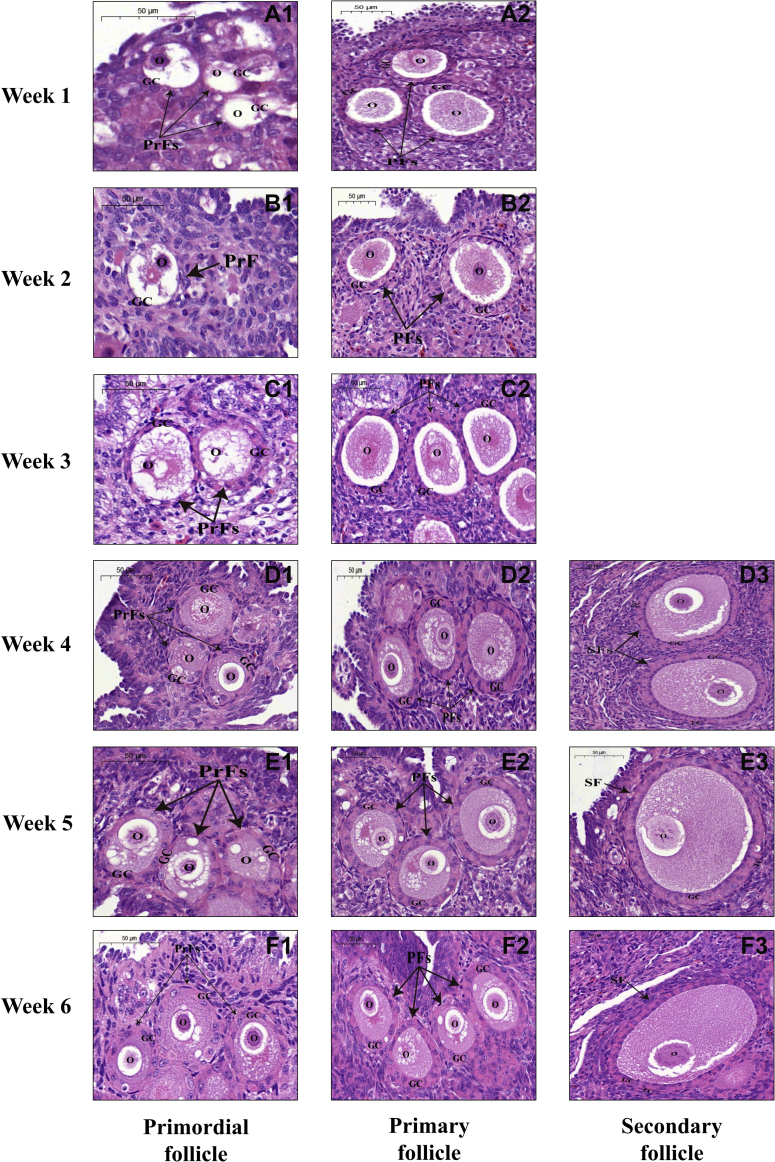 Figure 2