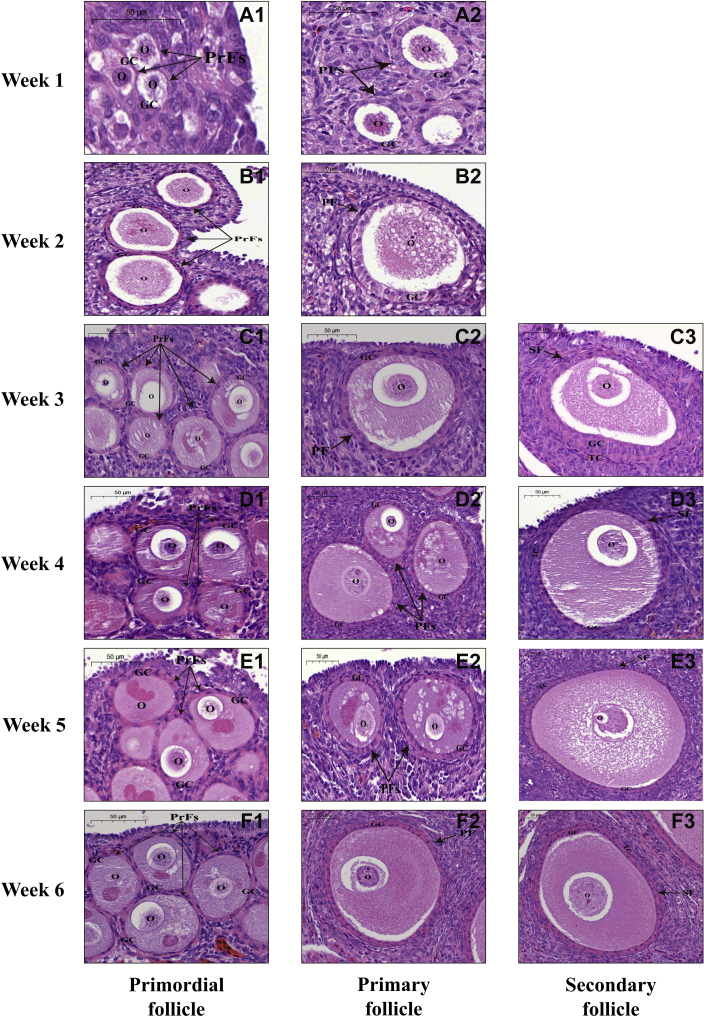 Figure 1