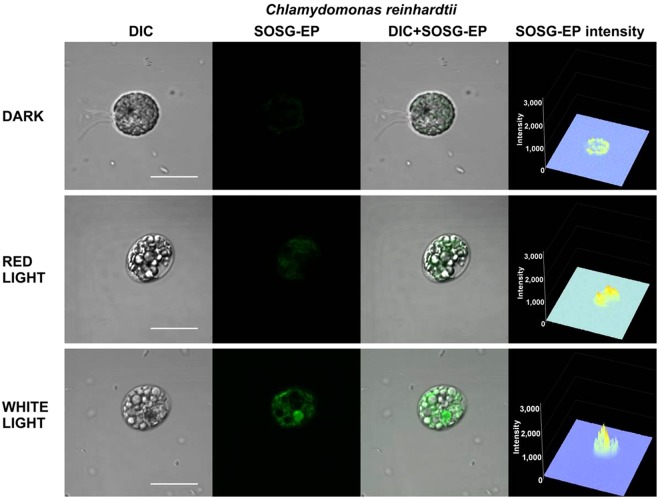 Figure 10