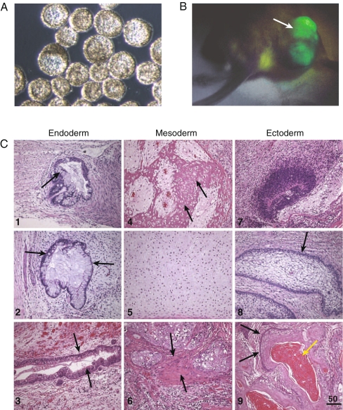 Fig. 4